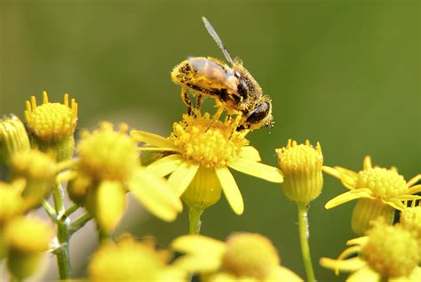 File:Bee-pollen-macro - Virginia - ForestWander.jpg - Wikimedia Commons