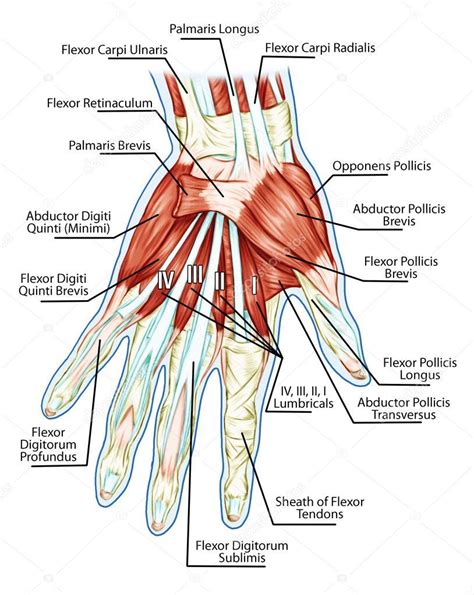 Anatomía del sistema muscular mano tablero biológica educativa del músculo los tendones