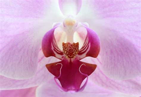 Orchid Free Stock Photo Public Domain Pictures