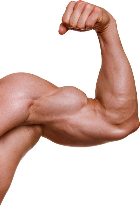 Collection Of Muscle Arm Png Hd Pluspng