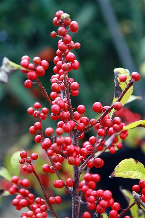 How To Grow Winterberry A Native Plant For Winter Interest Dengarden