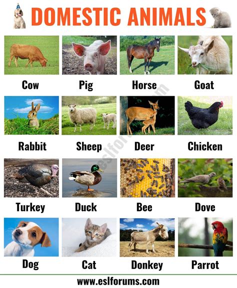 42 Domestic Animals Names In English Pics Temal