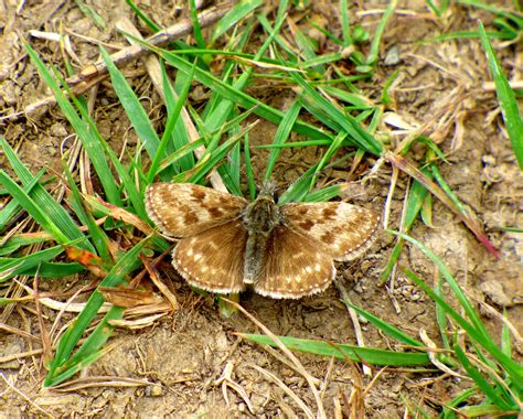 Dingy Skipper Erynnis Tages Haldon Forest Butterfly Trail Flickr