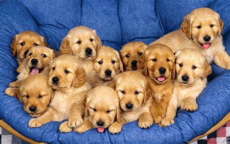 Tìm Hiểu Về Chó Golden Retriever Lai Sự Pha Trộn độc đáo Của Hai
