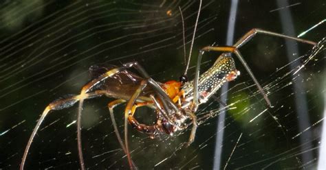 the tiny horror story of how wasps create zombie spiders to do their bidding