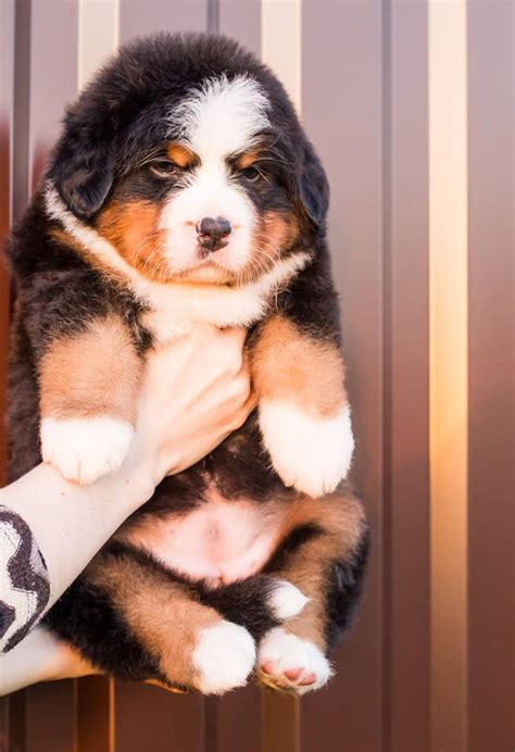 Bernese Mountain Dog Puppies For Sale Florida 436 Fl 288211