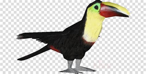 Bird Toucan Beak Piciformes Clipart Bird Toucan Beak Transparent