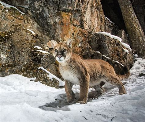 How To Trap A Mountain Lion