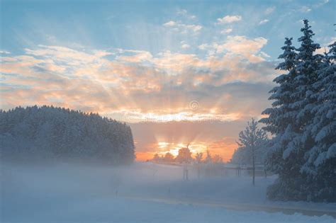 Winter Morning Snowy Scenery With Dawn Sunlight Rays Breaking Stock