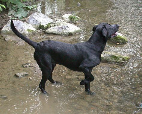 Fileblack Labrador Retriever Water
