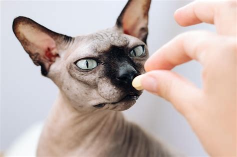 Premium Photo Man Giving A Pill To A Hairless Sphynx Cat