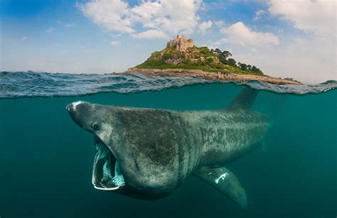 10 Tips To Take Amazing Underwater Photos