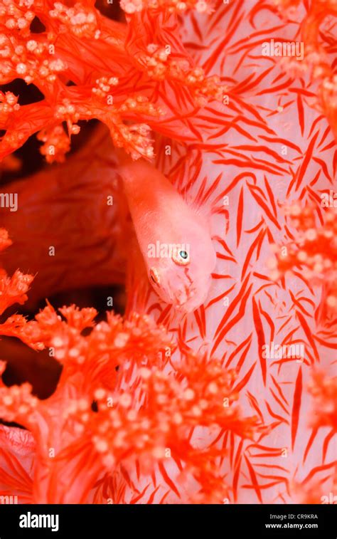 Soft Coral Ghostgoby Pleurosicya Boldhinghi Amongst The Polyps Of A