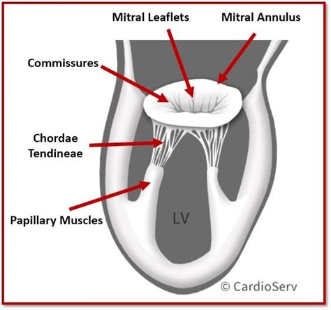 Mitral Valve Anatomy Name 5 Components Mitral Valve Arteries