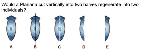 Would A Planaria Cut Vertically Into Two Halves Regenerate Into Two