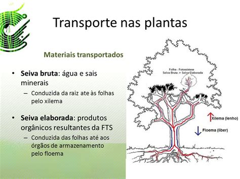 Transporte Nas Plantas Prof Ana Rita Rainho Transporte Nas Plantas