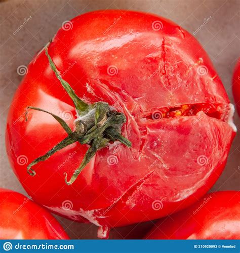 Rotten Moldy Smashed Red Tomato Top View Fresh Vegetable With Desease