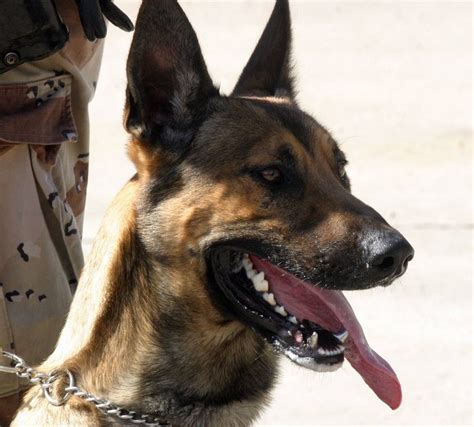 Because A K 9 Navy Seal With Titanium Teeth Is Awesome Military Dogs