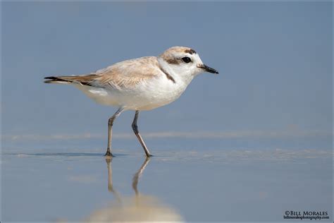 Snowy Plover Bill Morales Photography