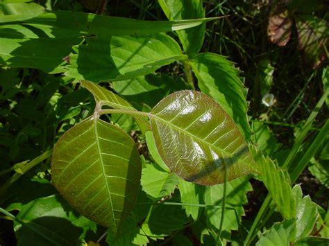 How To Identify Poison Ivy Hello Homestead