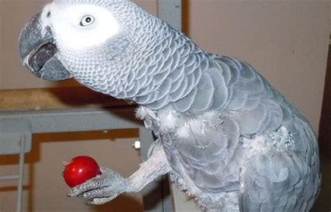 Can Parrots Eat Radishes Parrot Website