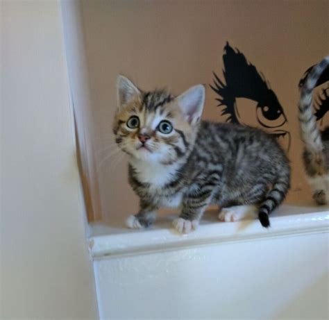 Adorable Tabby Kittens In Birstall West Yorkshire Gumtree
