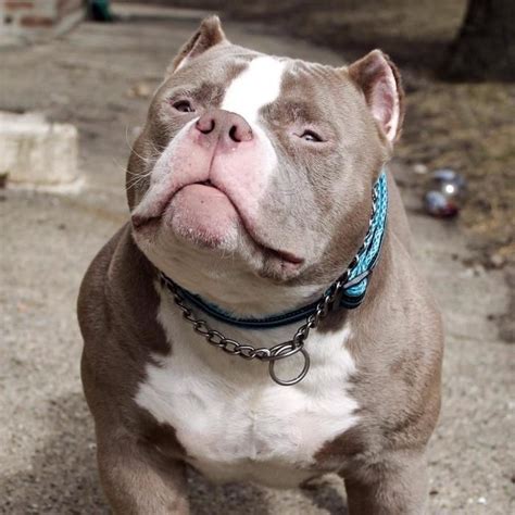 Venom boy american bully, wenceslau braz, parana, brazil. Introducing 2X Venom Son RAMPAGE at 7 Months Young | Bully ...