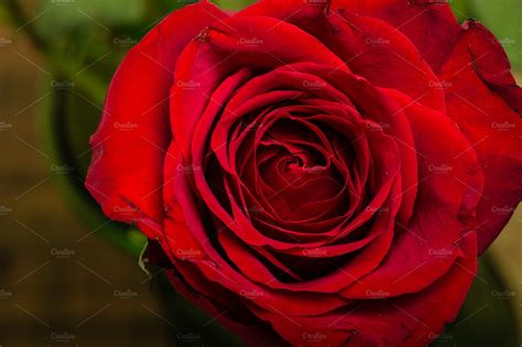 Bright Red Rose High Quality Holiday Stock Photos Creative Market