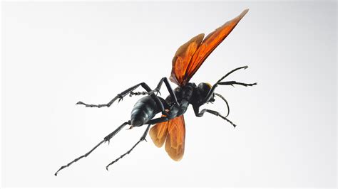 This is a premium asset that requires ownership of the jets dlc. Absurd Creature of the Week: If This Wasp Stings You ...