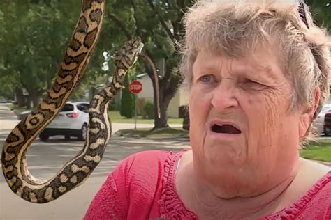 Green Bay Vehicle Owner Gets Lovely Python Surprise Under The Hood Free Beer And Hot Wings