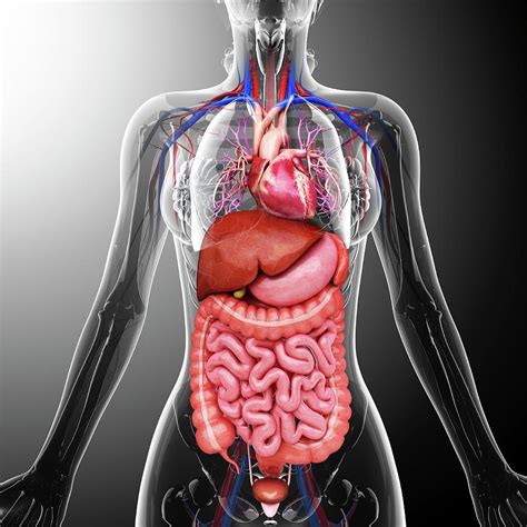 Human Internal Organs Photograph By Pixologicstudio Fine Art America