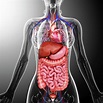 Human Internal Organs Photograph by Pixologicstudio | Fine Art America