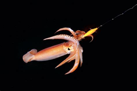 China announces closed season on squid spawning grounds
