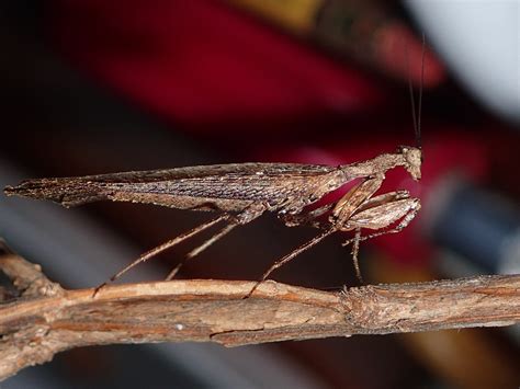 Free Images Praying Mantis Invertebrate Feeding Fly