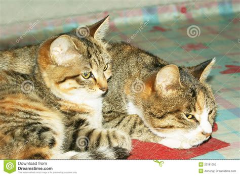 Two Cute Cat Stock Photo Image Of Affection Snuggle