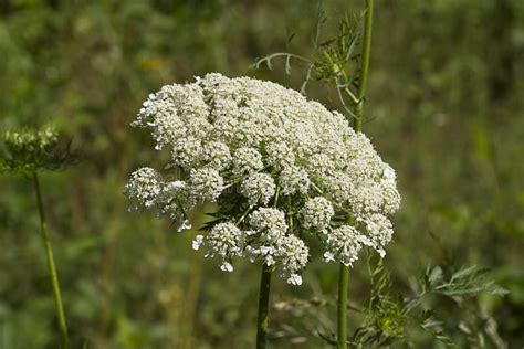 Queen Anne S Lace Wildflowers Daucus Carota Stock Image Image Of