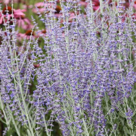 Buy Russian Sage Perovskia Little Spire Pbr