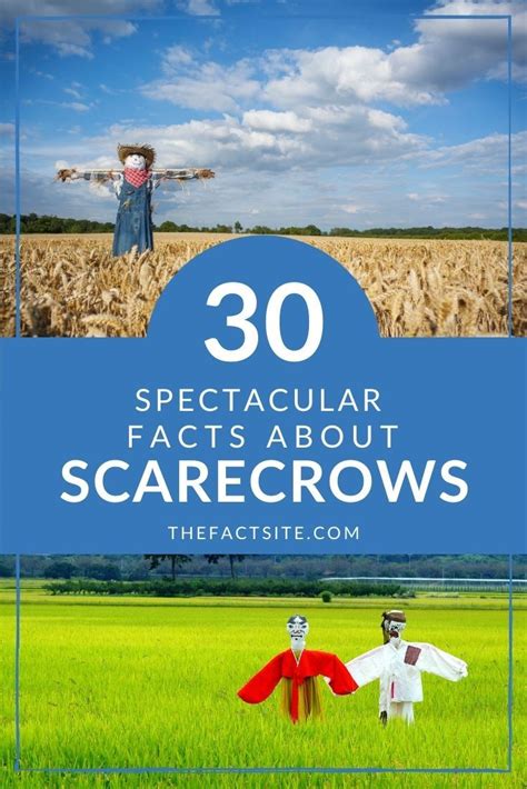 30 Spectacular Facts About Scarecrows The Fact Site