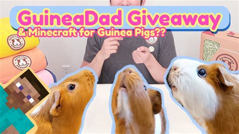 Playing Minecraft For Guinea Pigs Join Our Weekly Giveaway