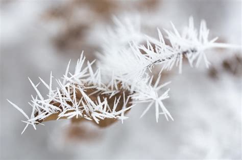Twig Covered With Ice Crystals Stock Image Image Of Frosted Freezing