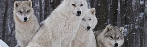 Types Of Wolves Wolf Facts And Information