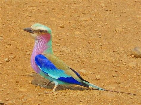 The National Bird Of Botswana And Kenya The Lilac Breasted Roller Is A