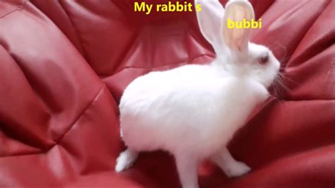 Funny Rabbit Cute Rabbits Rabbit Funny Compilation Youtube