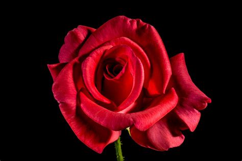 Red Rose Blossom Free Photo On Pixabay