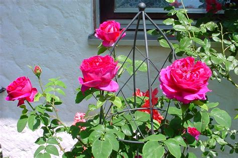 Categoryrosa Othello Wikimedia Commons Beautiful Roses Antique