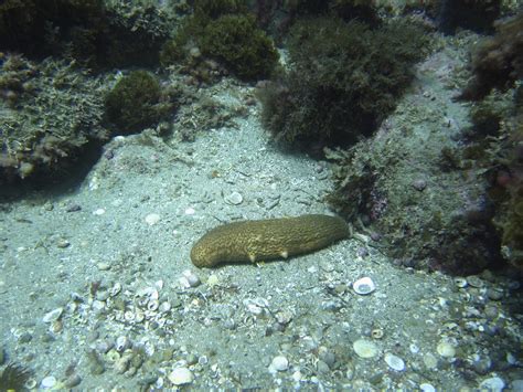 Real Monstrosities Warty Sea Cucumber