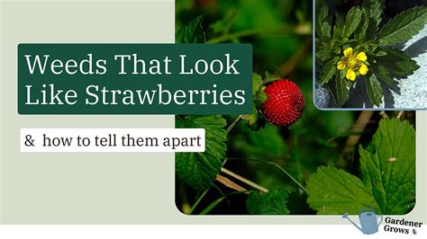 Weeds That Look Like Strawberry Photos To Tell Them Apart
