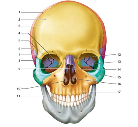Axial Skeleton Skull Worksheet Preschool Printable Sheet