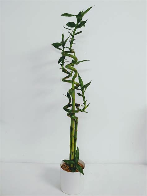 Lucky Bamboo 3 Tiges