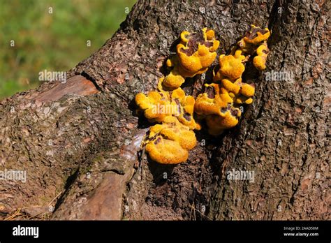 Close Up Of Yellow Bracket Fungus Growing On A Tree Stump In The Autumn
